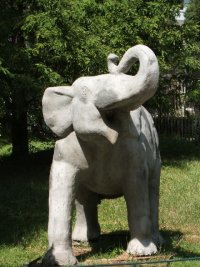 elephant