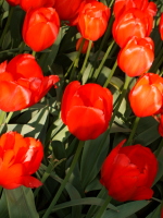 tulips